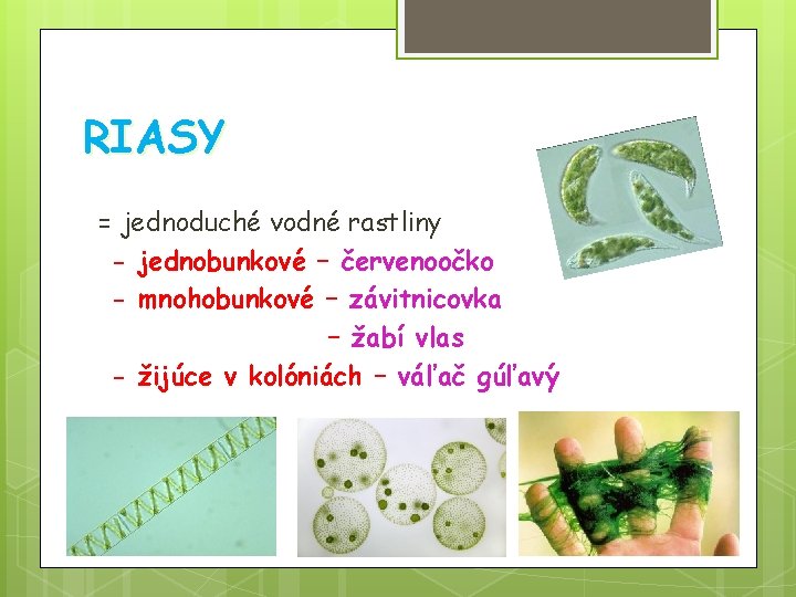 RIASY = jednoduché vodné rastliny - jednobunkové – červenoočko - mnohobunkové – závitnicovka –