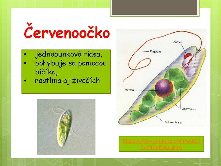 Červenoočko • • • jednobunková riasa, pohybuje sa pomocou bičíka, rastlina aj živočích https: