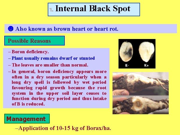 1. Internal Black Spot ☻Also known as brown heart or heart rot. Possible Reasons