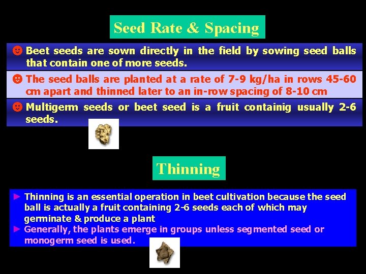 Seed Rate & Spacing ☻Beet seeds are sown directly in the field by sowing