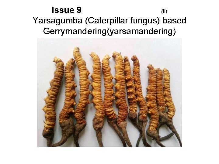 Issue 9 (ii) Yarsagumba (Caterpillar fungus) based Gerrymandering(yarsamandering) 