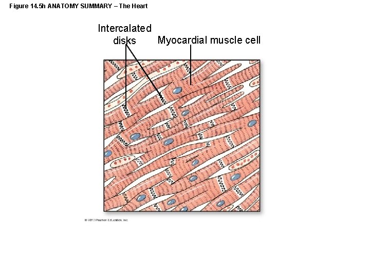 Figure 14. 5 h ANATOMY SUMMARY – The Heart Intercalated Myocardial muscle cell disks