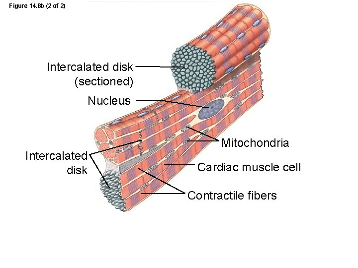 Figure 14. 8 b (2 of 2) Intercalated disk (sectioned) Nucleus Intercalated disk Mitochondria