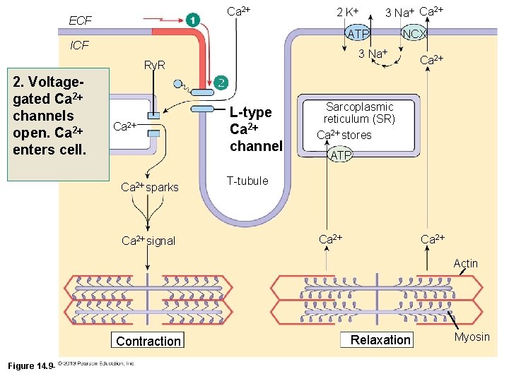 Ca 2 ECF ATP ICF NCX 3 Na Ry. R 2. Voltagegated Ca 2