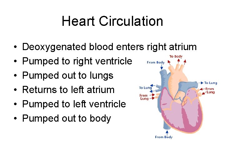 Heart Circulation • • • Deoxygenated blood enters right atrium Pumped to right ventricle