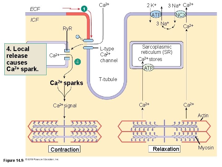 Ca 2 ECF ATP ICF Ca 2 NCX 3 Na Ry. R 4. Local