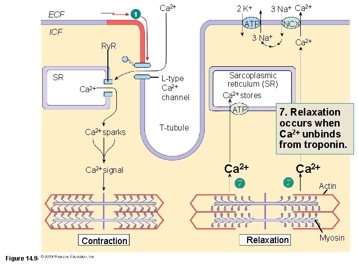 Ca 2 ECF ATP ICF SR Ca 2 L-type Ca 2 channel Ca 2