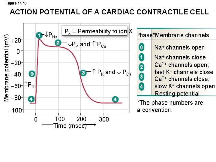 Figure 14. 10 Membrane potential (m. V) ACTION POTENTIAL OF A CARDIAC CONTRACTILE CELL