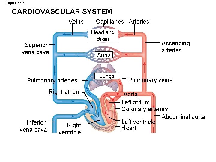 Figure 14. 1 CARDIOVASCULAR SYSTEM Veins Capillaries Arteries Head and Brain Superior vena cava