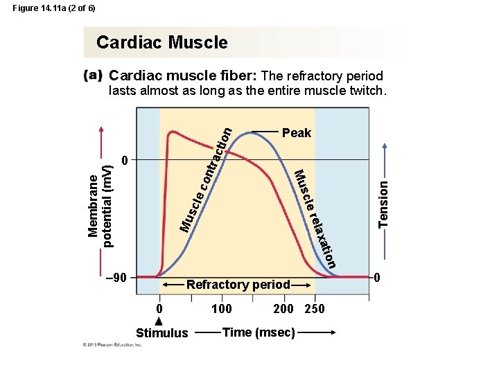 Figure 14. 11 a (2 of 6) Cardiac Muscle Cardiac muscle fiber: The refractory