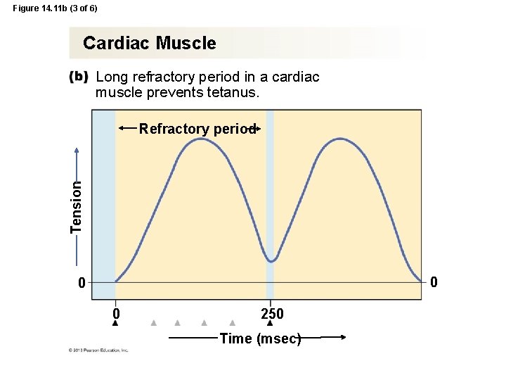 Figure 14. 11 b (3 of 6) Cardiac Muscle Long refractory period in a