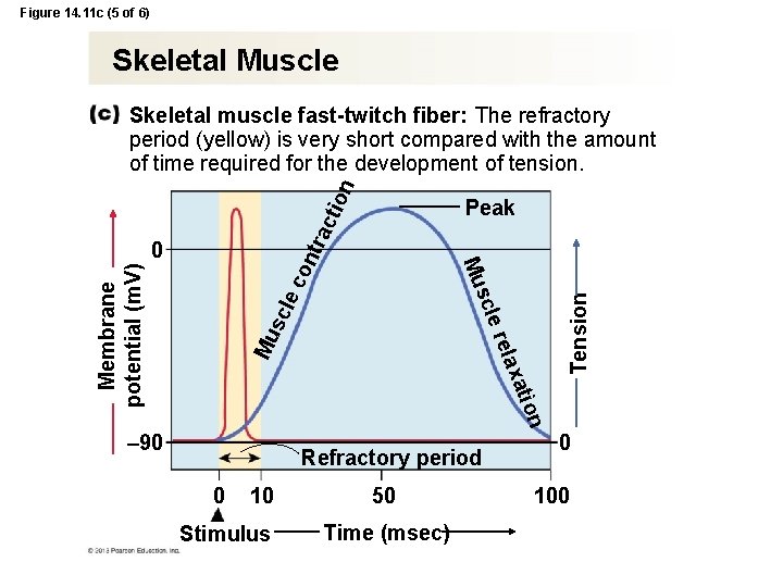 Figure 14. 11 c (5 of 6) Skeletal Muscle ion Skeletal muscle fast-twitch fiber: