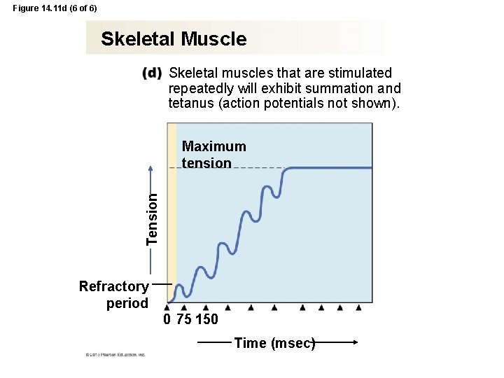 Figure 14. 11 d (6 of 6) Skeletal Muscle Skeletal muscles that are stimulated