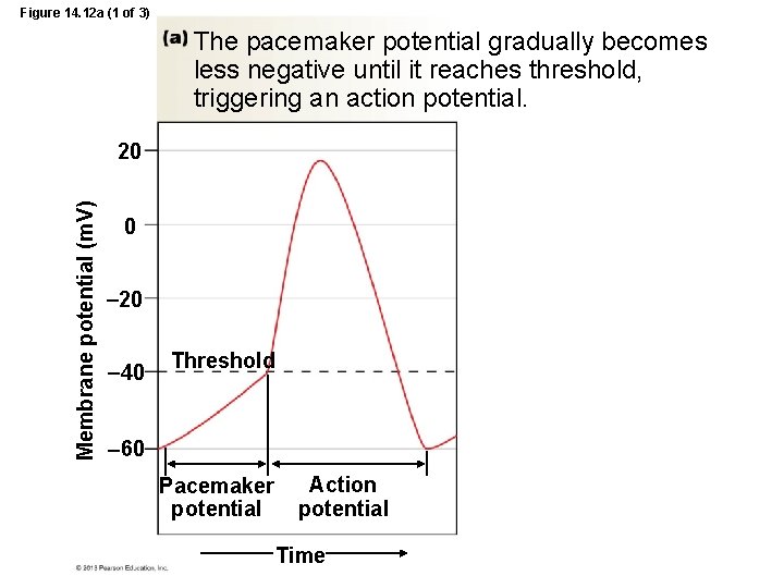 Figure 14. 12 a (1 of 3) The pacemaker potential gradually becomes less negative