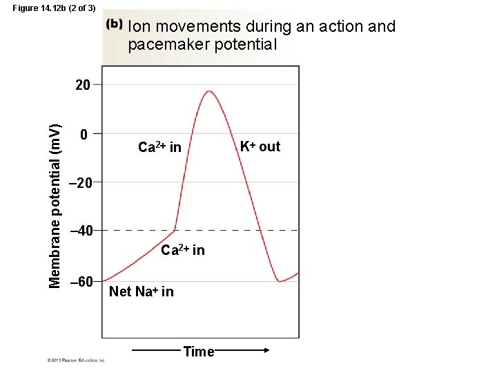 Figure 14. 12 b (2 of 3) Ion movements during an action and pacemaker