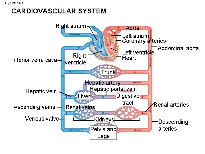 Figure 14. 1 CARDIOVASCULAR SYSTEM Right atrium Inferior vena cava Aorta Left atrium Coronary