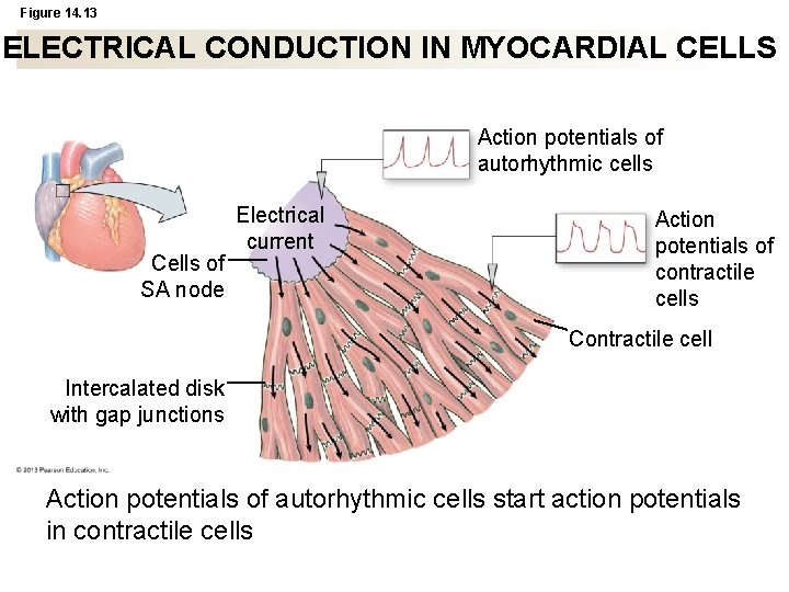 Figure 14. 13 ELECTRICAL CONDUCTION IN MYOCARDIAL CELLS Action potentials of autorhythmic cells Cells