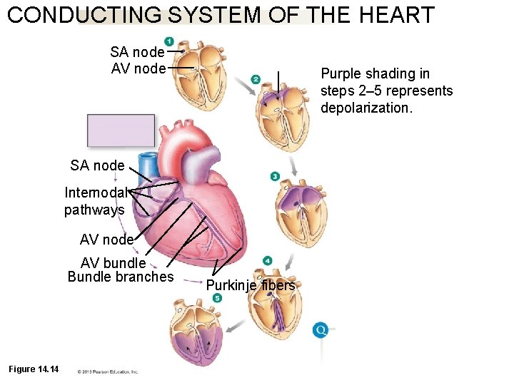 CONDUCTING SYSTEM OF THE HEART SA node AV node Purple shading in steps 2–