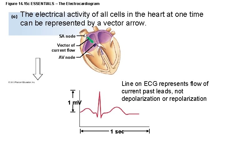 Figure 14. 15 c ESSENTIALS – The Electrocardiogram The electrical activity of all cells