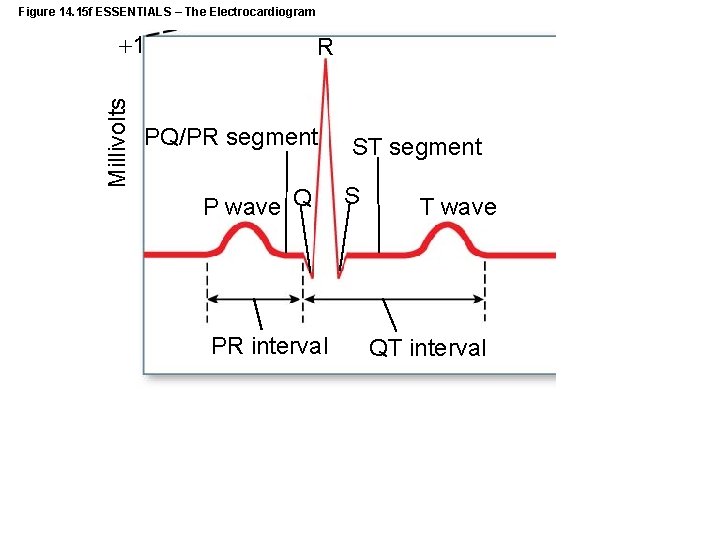 Figure 14. 15 f ESSENTIALS – The Electrocardiogram Millivolts 1 R PQ/PR segment P
