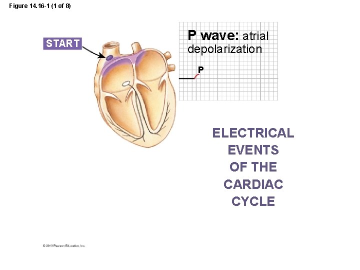 Figure 14. 16 -1 (1 of 8) START P wave: atrial depolarization P ELECTRICAL