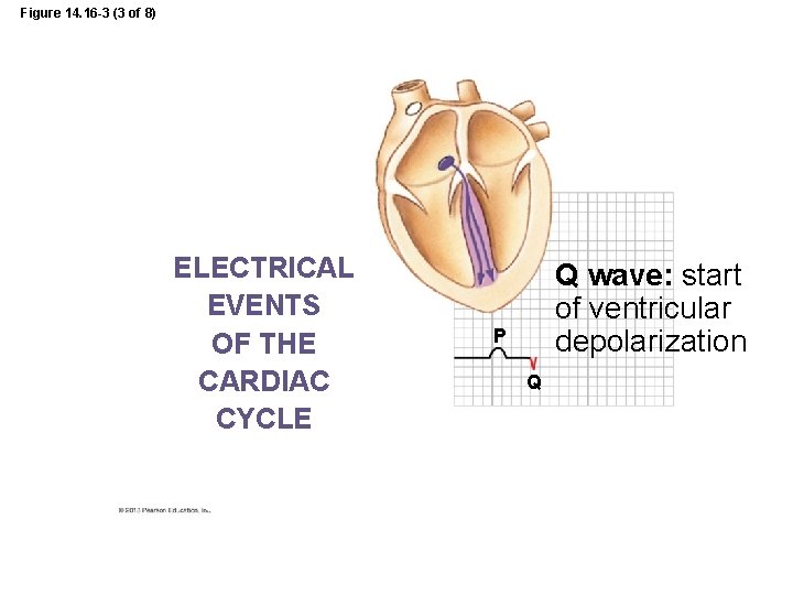 Figure 14. 16 -3 (3 of 8) ELECTRICAL EVENTS OF THE CARDIAC CYCLE Q