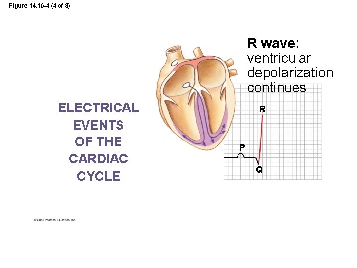 Figure 14. 16 -4 (4 of 8) R wave: ventricular depolarization continues ELECTRICAL EVENTS