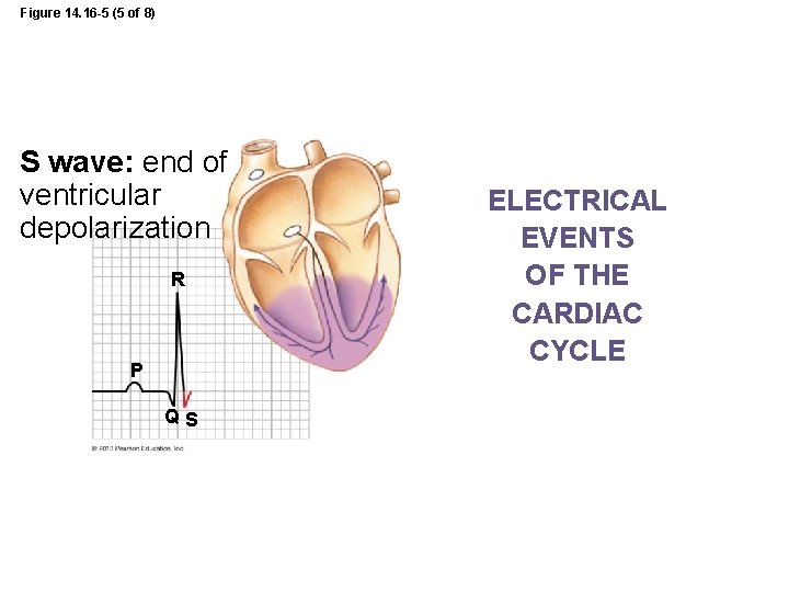 Figure 14. 16 -5 (5 of 8) S wave: end of ventricular depolarization R