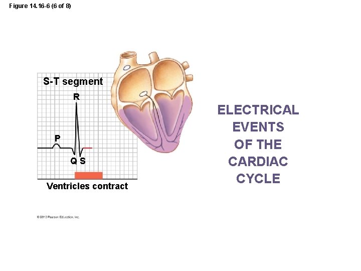 Figure 14. 16 -6 (6 of 8) S-T segment R P QS Ventricles contract