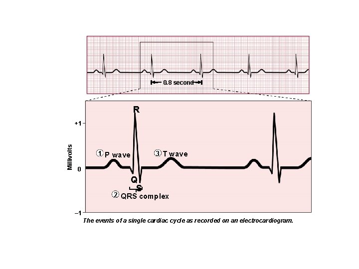 0. 8 second R Millivolts +1 3 T wave 1 P wave 0 Q