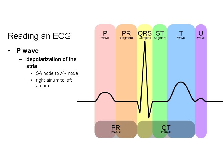 Reading an ECG • P wave – depolarization of the atria • SA node