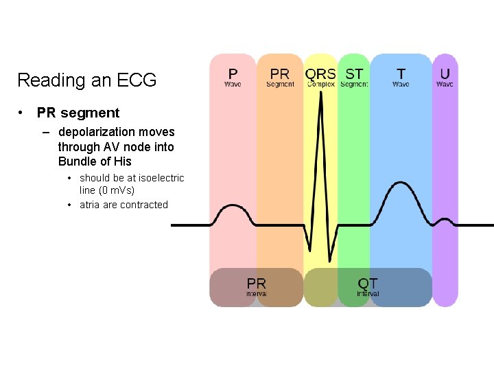 Reading an ECG • PR segment – depolarization moves through AV node into Bundle