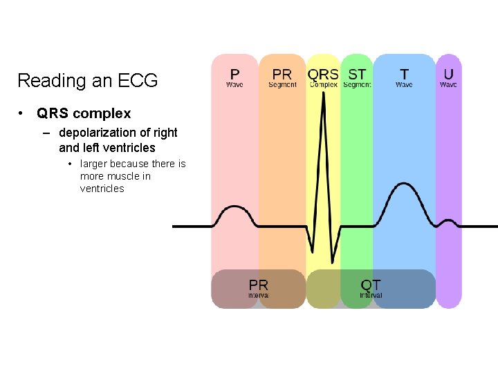 Reading an ECG • QRS complex – depolarization of right and left ventricles •