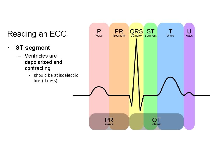 Reading an ECG • ST segment – Ventricles are depolarized and contracting • should
