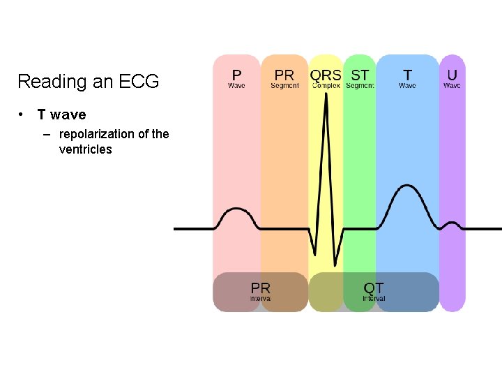 Reading an ECG • T wave – repolarization of the ventricles 