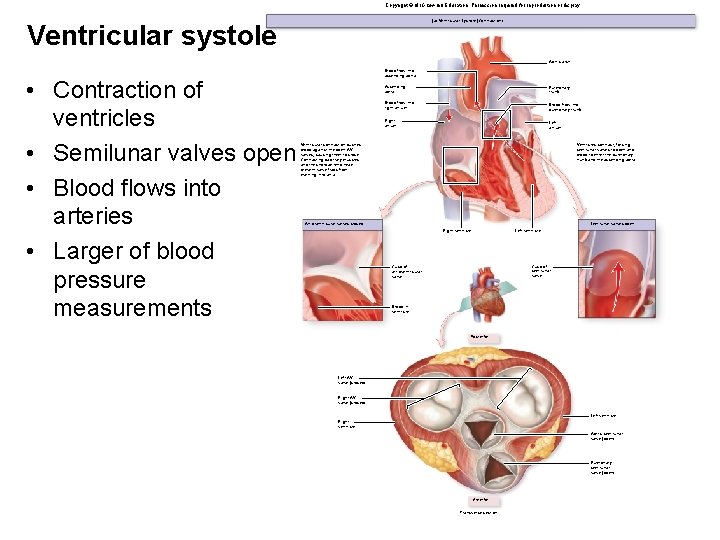 Copyright © Mc. Graw-Hill Education. Permission required for reproduction or display. (a) Ventricular Systole