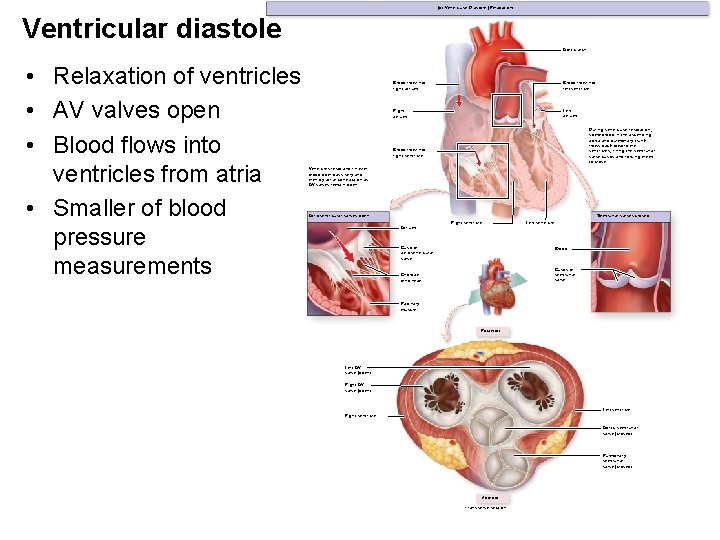 (b) Ventricular Diastole (Relaxation) Ventricular diastole Aortic arch • Relaxation of ventricles • AV