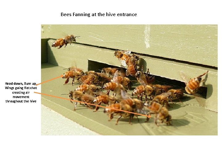 Bees Fanning at the hive entrance Head down, Bum up, Wings going flat chat