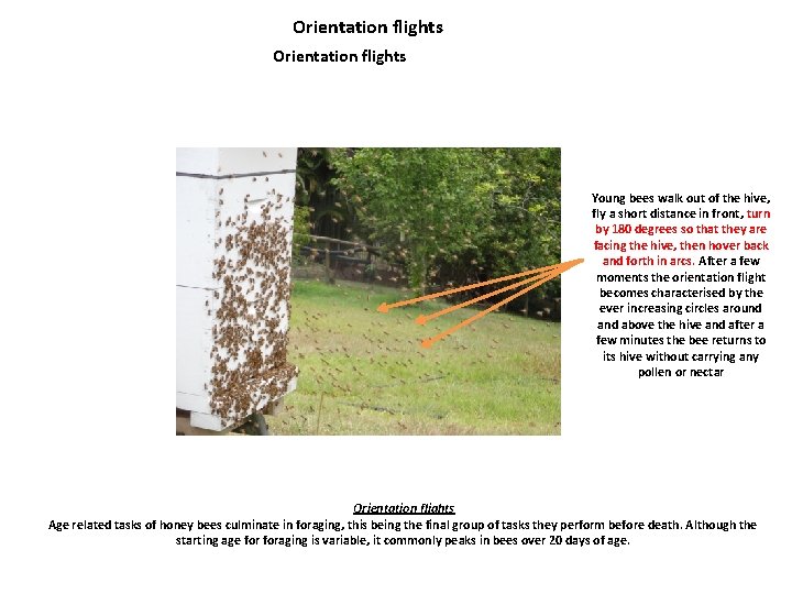 Orientation flights Young bees walk out of the hive, fly a short distance in