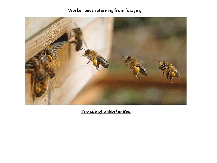 Worker bees returning from foraging The Life of a Worker Bee 