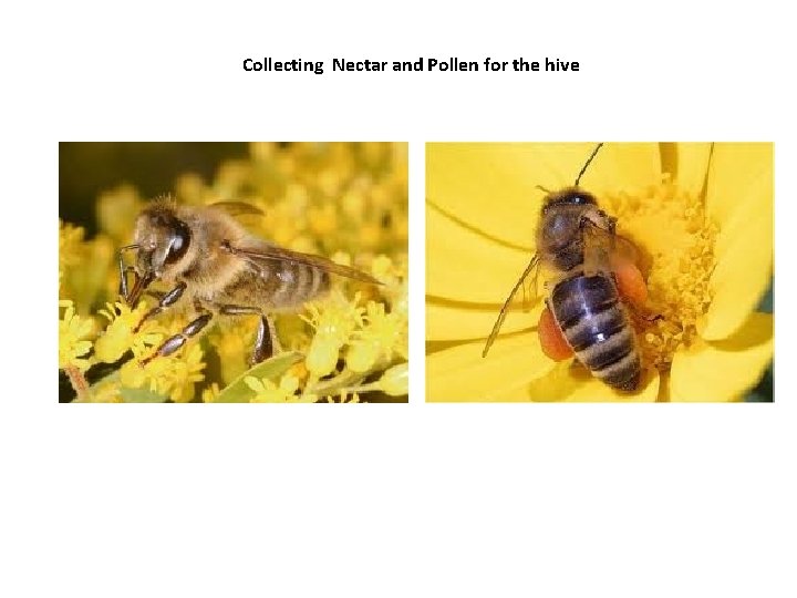 Collecting Nectar and Pollen for the hive 