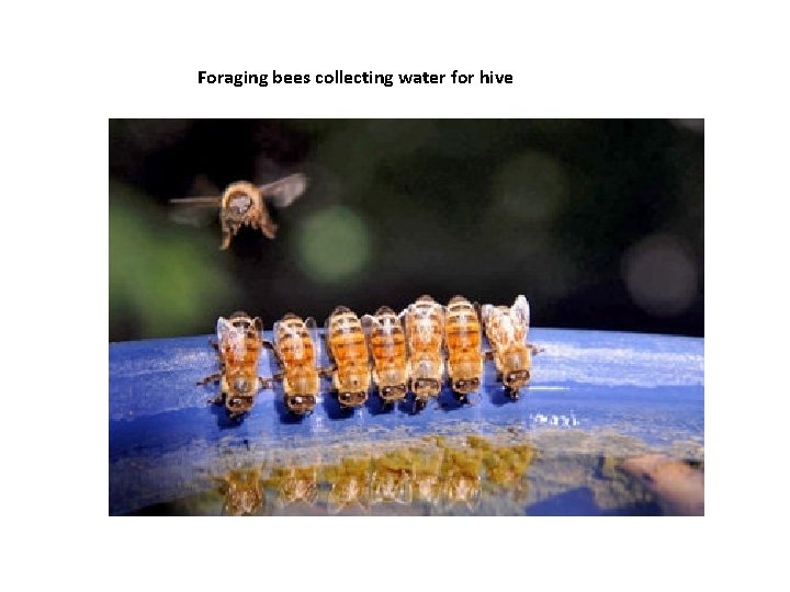 Foraging bees collecting water for hive 