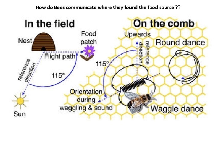 How do Bees communicate where they found the food source ? ? 