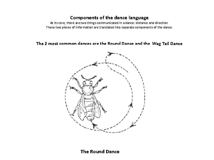 Components of the dance language At its core, there are two things communicated in