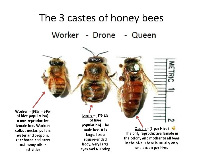 The 3 castes of honey bees Worker - (98% - 99% of hive population).
