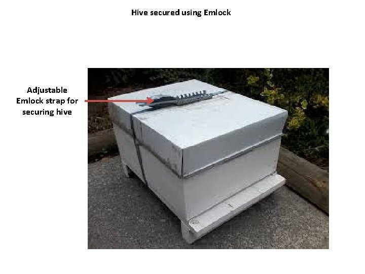 Hive secured using Emlock Adjustable Emlock strap for securing hive 