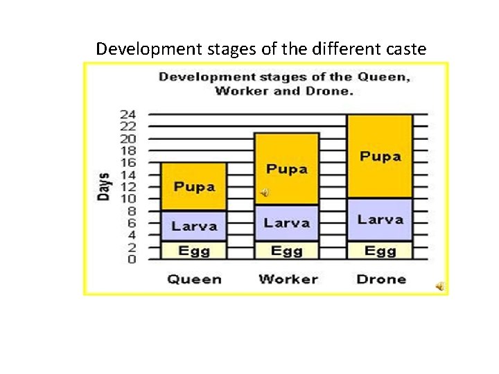 Development stages of the different caste 