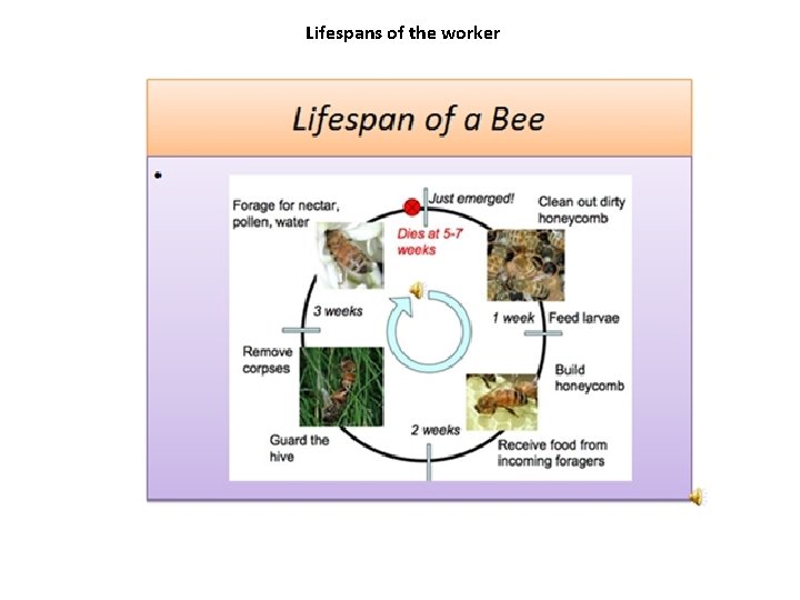 Lifespans of the worker 