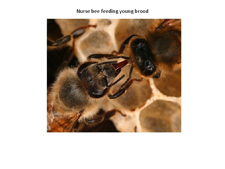 Nurse bee feeding young brood 