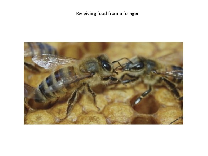 Receiving food from a forager 